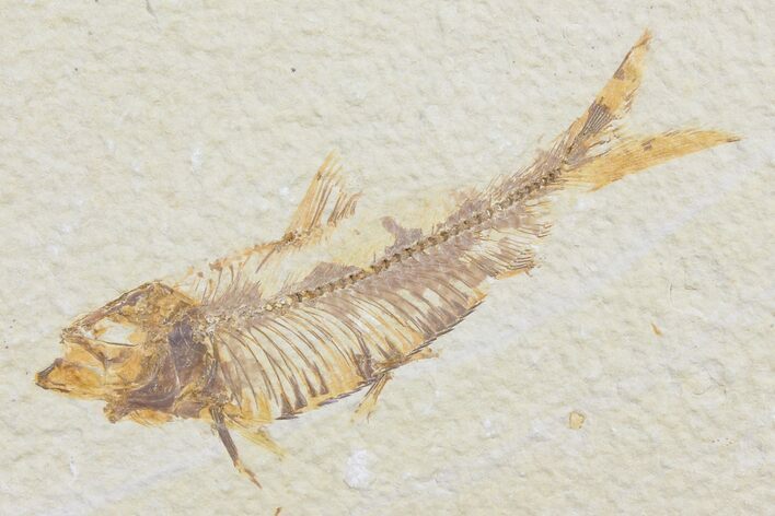 Bargain, Fossil Fish (Knightia) - Wyoming #126029
